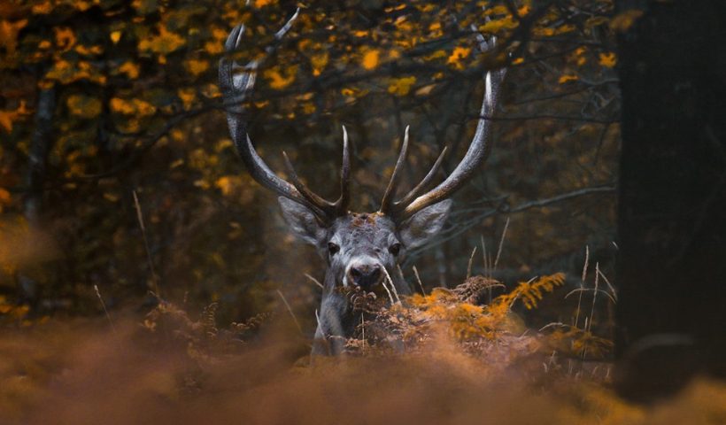 Благородный олень в Национальном парке Боржоми-Харагаули