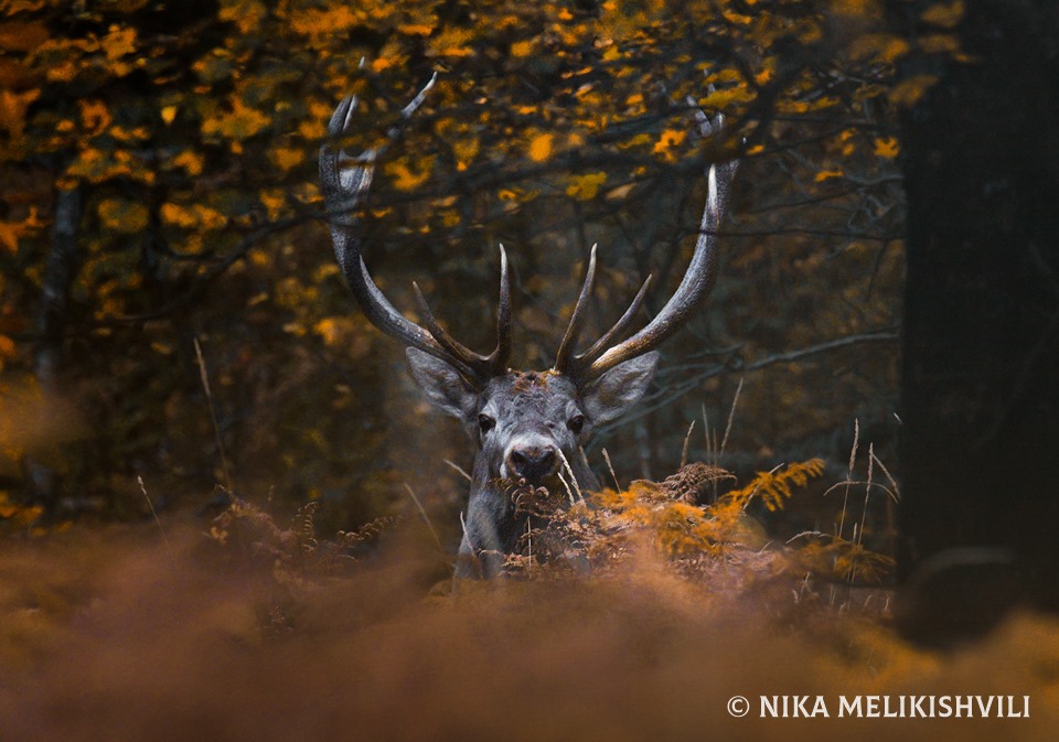 Благородный олень в Национальном парке Боржоми-Харагаули