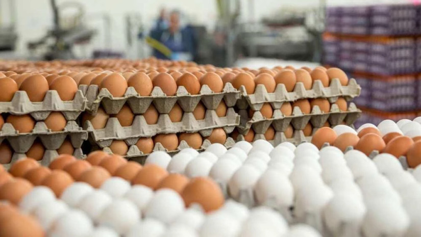 Грузия резко увеличила импорт яиц на фоне недавнего дефицита
